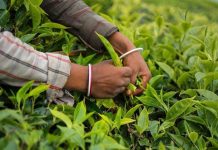 Digital auction pushes tea sector to new heights Digital auction pushes tea sector to new heights