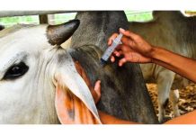 Iringa Targets 400,000 Cattle in Vaccination Drive Iringa Targets 400,000 Cattle in Vaccination Drive