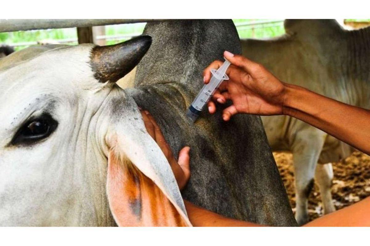 Iringa Targets 400,000 Cattle in Vaccination Drive Iringa Targets 400,000 Cattle in Vaccination Drive