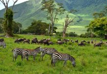 Ngorongoro-Lengai Geoheritage Museum Pulls Visitors Ngorongoro-Lengai Geoheritage Museum Pulls Visitors