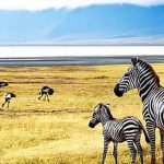 Tanzania Is Safe Secure and Peaceful for Tourists Tanzania Is Safe Secure and Peaceful for Tourists