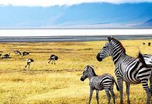 Tanzania Is Safe Secure and Peaceful for Tourists Tanzania Is Safe Secure and Peaceful for Tourists