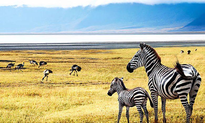 Tanzania Is Safe Secure and Peaceful for Tourists Tanzania Is Safe Secure and Peaceful for Tourists