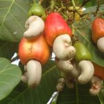Mtwara Auctions Record 147410 Tonnes of Cashew Mtwara Auctions Record 147410 Tonnes of Cashew