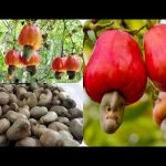 Tanzanian farmers reap 207bn/- from cashew auction Tanzanian farmers reap 207bn/- from cashew auction