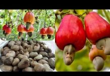 Tanzanian farmers reap 207bn/- from cashew auction Tanzanian farmers reap 207bn/- from cashew auction