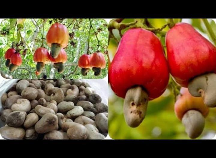 Tanzanian farmers reap 207bn/- from cashew auction Tanzanian farmers reap 207bn/- from cashew auction
