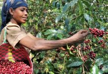 KCU eyes doubling coffee collection in 2025/2026 season KCU eyes doubling coffee collection in 2025/2026 season