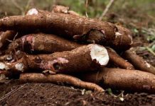 TZ secures 1.6tri/- landmark cassava investment deal TZ secures 1.6tri/- landmark cassava investment deal