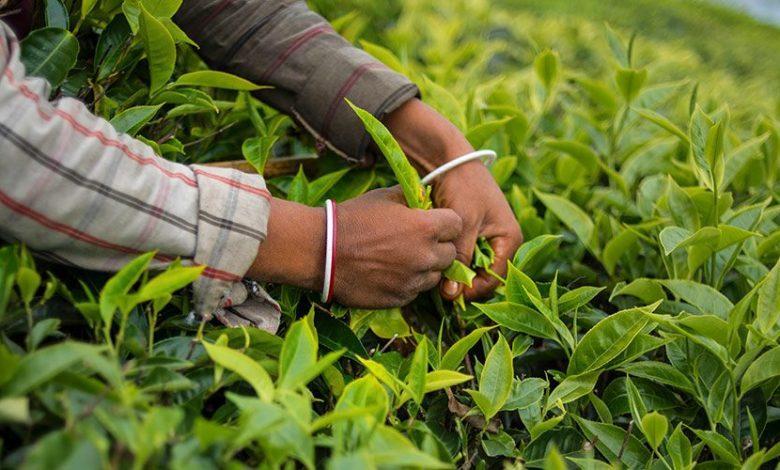 Tanzania renews strategies to boost tea production Tanzania renews strategies to boost tea production