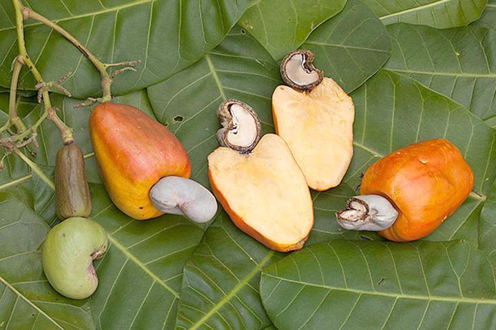 Cashew Farmers Earn 206Bn/- this Season Cashew Farmers Earn 206Bn/- this Season