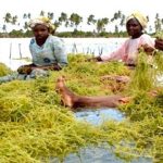 Destructive fishing threatens Mkinga’s seaweed industry Destructive fishing threatens Mkinga’s seaweed industry