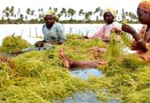 Destructive fishing threatens Mkinga’s seaweed industry Destructive fishing threatens Mkinga’s seaweed industry