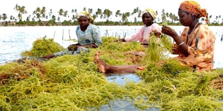 Destructive fishing threatens Mkinga’s seaweed industry Destructive fishing threatens Mkinga’s seaweed industry