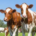 TISEZA drums farming, livestock sectors opportunities TISEZA drums farming, livestock sectors opportunities