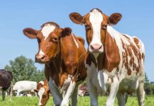 TISEZA drums farming, livestock sectors opportunities TISEZA drums farming, livestock sectors opportunities