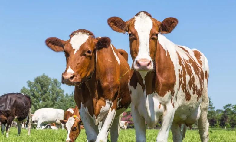 TISEZA drums farming, livestock sectors opportunities TISEZA drums farming, livestock sectors opportunities