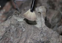 Surprising Face of 1.5M-Year-Old Homo Erectus Surprising Face of 1.5M-Year-Old Homo Erectus