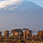 Five dead in Mount Kilimanjaro helicopter crash Five dead in Mount Kilimanjaro helicopter crash