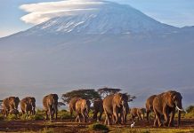 Five dead in Mount Kilimanjaro helicopter crash Five dead in Mount Kilimanjaro helicopter crash
