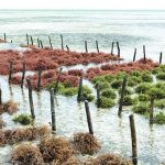 ZMBF launches project to boost Zanzibar’s seaweed sector ZMBF launches project to boost Zanzibar’s seaweed sector