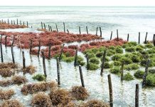 ZMBF launches project to boost Zanzibar’s seaweed sector ZMBF launches project to boost Zanzibar’s seaweed sector