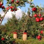Residents urged to follow expert advice on apple farming Residents urged to follow expert advice on apple farming