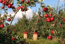 Residents urged to follow expert advice on apple farming Residents urged to follow expert advice on apple farming