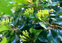 Govt opens clove buying centre Govt opens clove buying centre