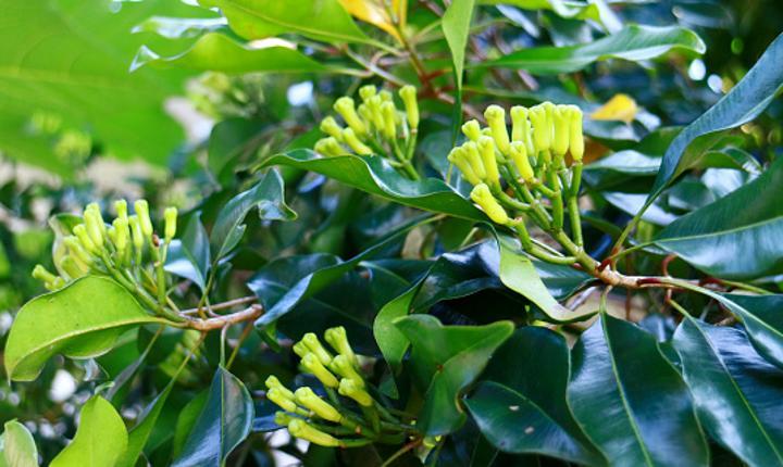 Govt opens clove buying centre Govt opens clove buying centre