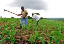 Tanzania’s TADB lends 12.1 bln/- to farmers in Zanzibar Tanzania’s TADB lends 12.1 bln/- to farmers in Zanzibar