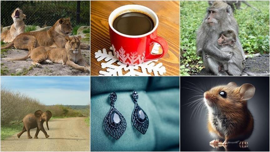 Year of the Bizarre: Shocking Global Events of 2025 Year of the Bizarre: Shocking Global Events of 2025