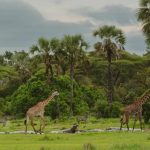 Katavi National Park: Discover the untouched wildness Katavi National Park: Discover the untouched wildness