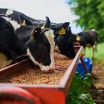 Dairy investors urged to focus on feed production Dairy investors urged to focus on feed production