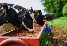Dairy investors urged to focus on feed production Dairy investors urged to focus on feed production