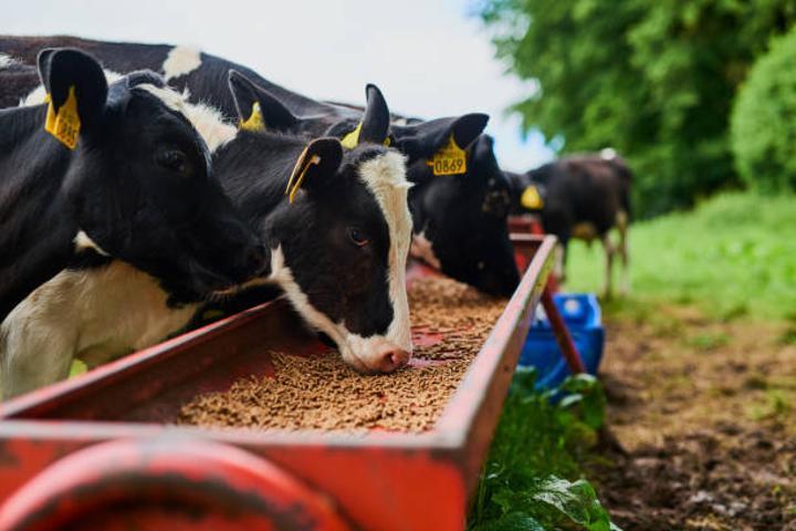 Dairy investors urged to focus on feed production Dairy investors urged to focus on feed production