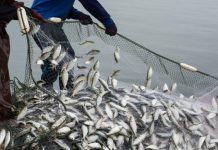 Mwanza fish feed plant to boost aquaculture Deputy Minister Mwanza fish feed plant to boost aquaculture Deputy Minister