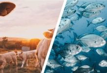 Tanzania taps expertise to boost livestock, fisheries Tanzania taps expertise to boost livestock, fisheries