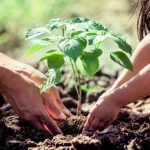 What Samia green drive means What Samia green drive means