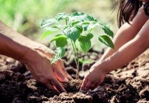 What Samia green drive means What Samia green drive means