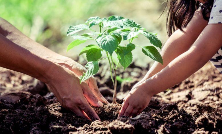 What Samia green drive means What Samia green drive means