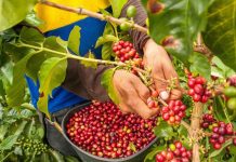 Tanzania Invites Investors for Coffee Processing Plant Tanzania Invites Investors for Coffee Processing Plant
