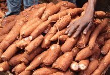 Govt moves to strengthen cassava value chain Govt moves to strengthen cassava value chain