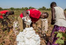 Mwanza RC orders efficient cotton deliveries Mwanza RC orders efficient cotton deliveries