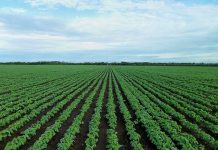 Tanzania’s Agricultural Transformation Captivates Envoys Tanzania's Agricultural Transformation Captivates Envoys