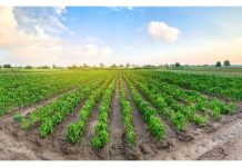 Tanzania Aims to Reform Agribusiness and Add Value Tanzania Aims to Reform Agribusiness and Add Value