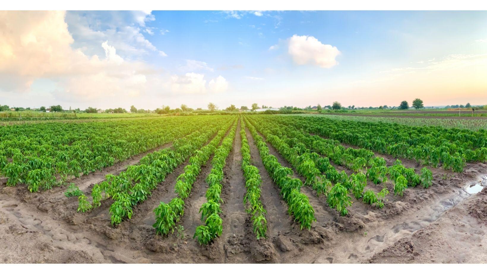 Tanzania Aims to Reform Agribusiness and Add Value Tanzania Aims to Reform Agribusiness and Add Value