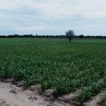 Tanzania Attracts Investors to Enhance Sugar Industry Tanzania Attracts Investors to Enhance Sugar Industry