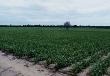 Tanzania Attracts Investors to Enhance Sugar Industry Tanzania Attracts Investors to Enhance Sugar Industry