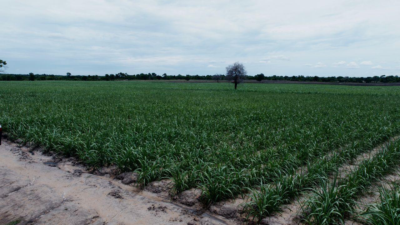 Tanzania Attracts Investors to Enhance Sugar Industry Tanzania Attracts Investors to Enhance Sugar Industry